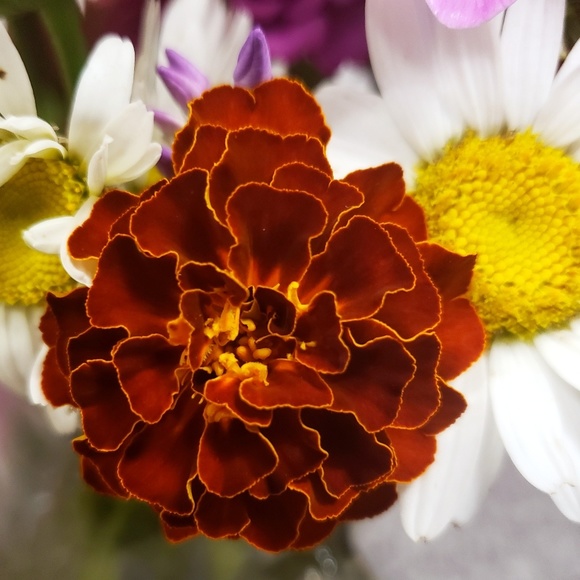 Meet your Posher, Rachel - Picture 1 of 1